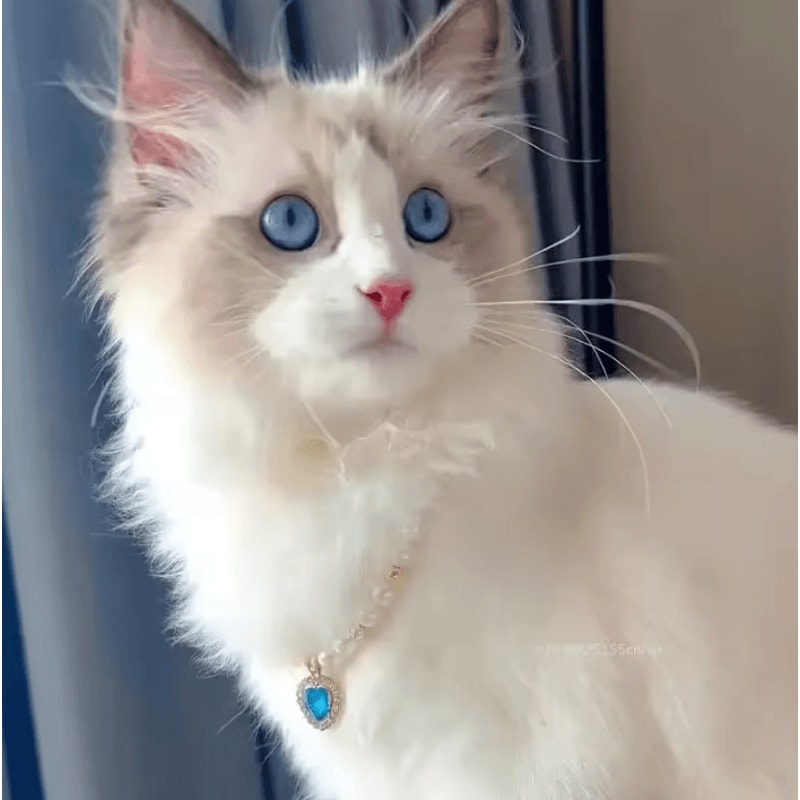 Pearl Princess Pet Necklace Collar 2