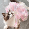 Butterfly Princess Pet Dress For Cats Small Dogs 0