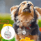 DiamondTag Personalized Stainless Steel Pet ID Pendant 1