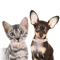 Princess Pearl Rhinestone Pet Collar For Cats Small Dogs 2
