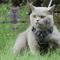 Reflective ComfortFit Pet Harness Leash Set For Cats Small Dogs 0