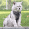 Reflective ComfortFit Pet Harness Leash Set For Cats Small Dogs 2