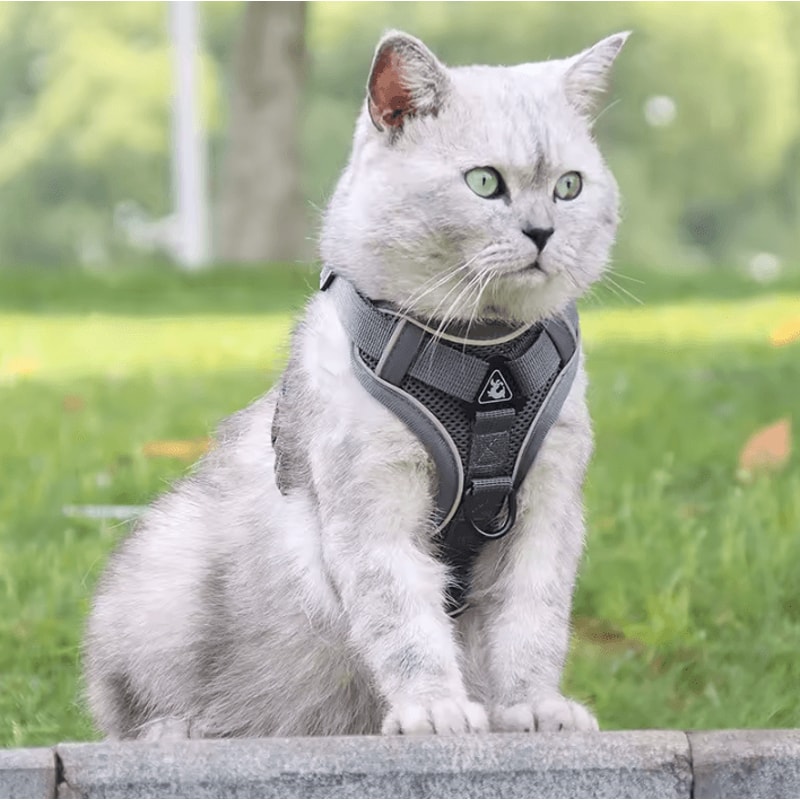 Reflective ComfortFit Pet Harness Leash Set For Cats Small Dogs 2