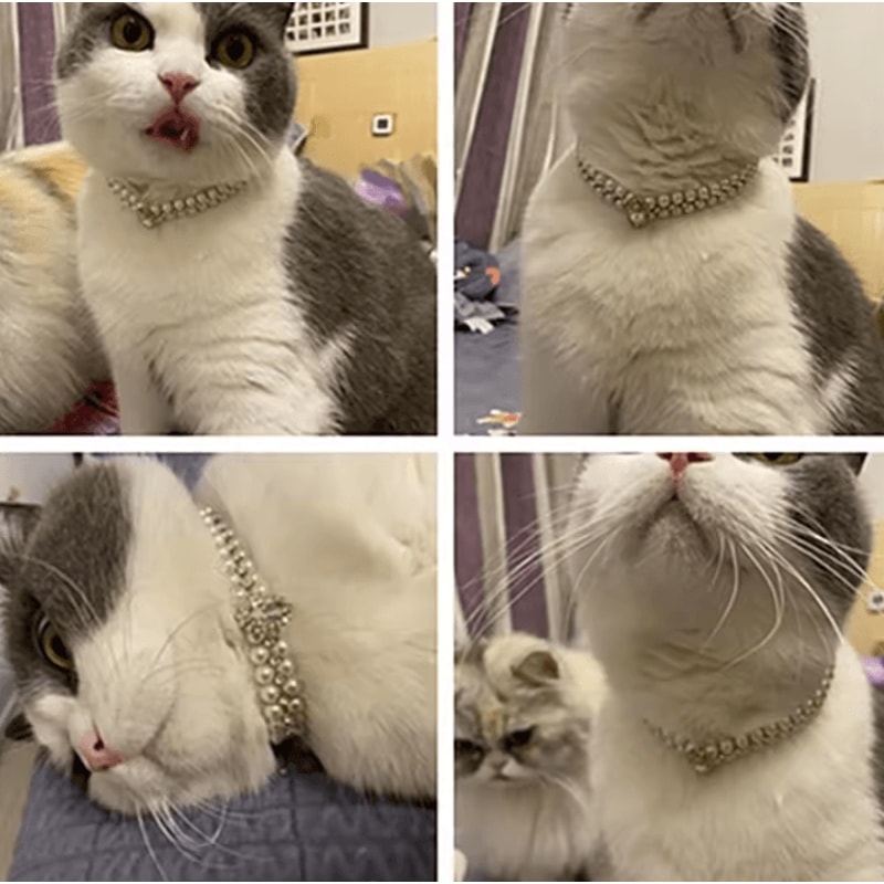 Royal Pearl Rhinestone Pet Necklace Collar For Cats Small Dogs 2