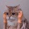 TinyPaws Funny Finger Massage Gloves 2