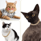 RoyalPaws Cuban Link Rhinestone Pet Necklace 3