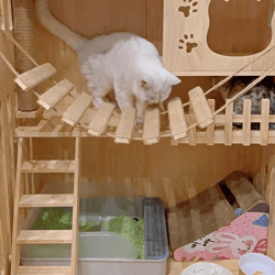 wall mounted cat bridge and climbing ladder with sisal scratcher for indoor cats