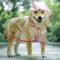 Transparent Hooded Dog Raincoat Waterproof Pet Rainwear Jacket For Small Dogs Puppies 2