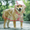 Transparent Hooded Dog Raincoat Waterproof Pet Rainwear Jacket For Small Dogs Puppies 4