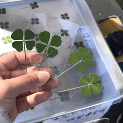 vintage lucky clover postcards – transparent wishing cards with natural grass for bookmarks and keepsakes