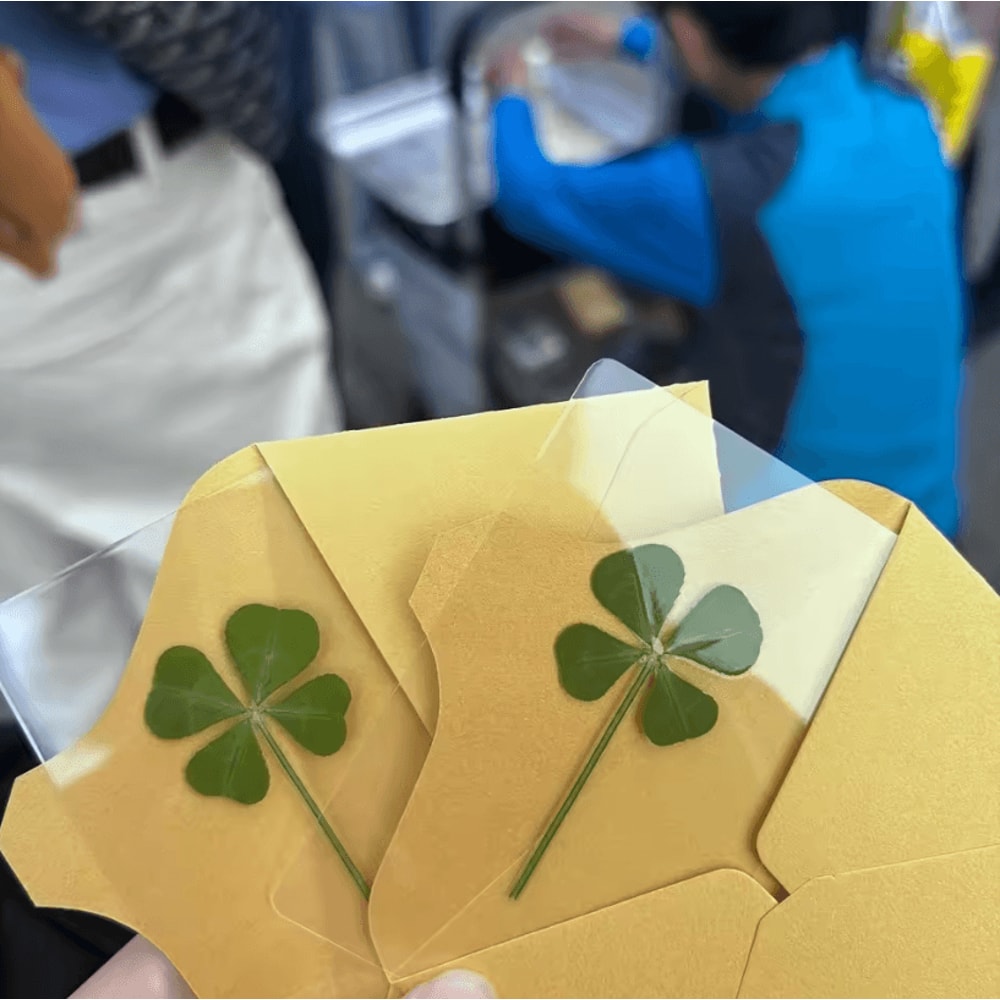 Vintage Lucky Clover Postcards Transparent Wishing Cards With Natural Grass For Bookmarks And Keep 2