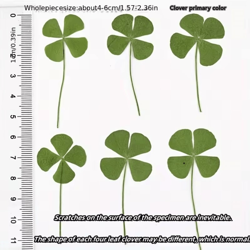 Vintage Lucky Clover Postcards Transparent Wishing Cards With Natural Grass For Bookmarks And Keep 4