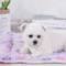 Flannel Dog Bed Blanket Thickened Washable Cushion Mat For Puppies And Pets 3