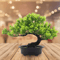 Artificial Japanese Pine Bonsai Tree Realistic Mini Bonsai Plant For Desk Home Office Decor 1