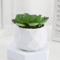 Mini Artificial Succulent Bonsai Plants Realistic Fake Greenery Decor For Desk And Home 10
