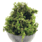 Artificial Green Moss For Potted Plants Realistic Decorative Moss For Crafts Orchid Pots DIY Deco 1
