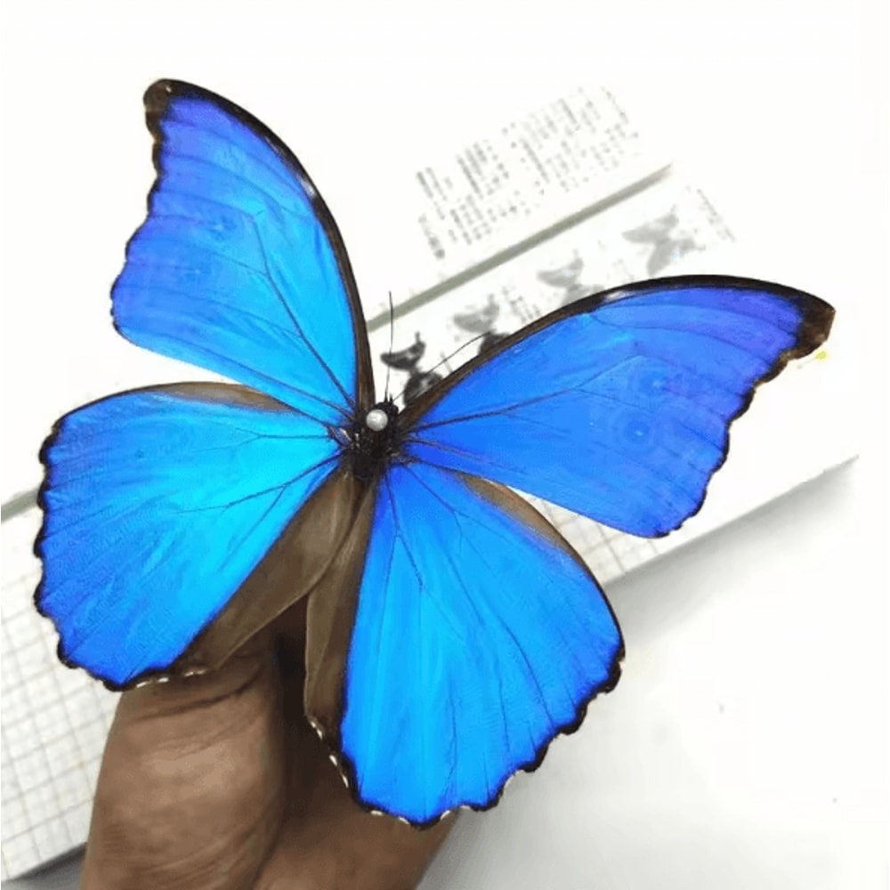 Real Morpho Menelaus Butterfly Specimen Blue Morpho Natural Insect Display For Art Collection 1