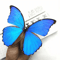Real Morpho Menelaus Butterfly Specimen Blue Morpho Natural Insect Display For Art Collection 1