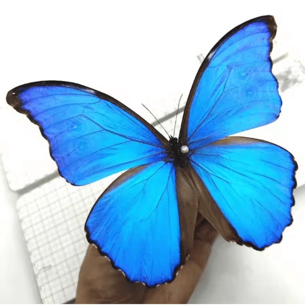 Real Morpho Menelaus Butterfly Specimen Blue Morpho Natural Insect Display For Art Collection 2