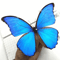 Real Morpho Menelaus Butterfly Specimen Blue Morpho Natural Insect Display For Art Collection 2