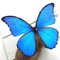 Real Morpho Menelaus Butterfly Specimen Blue Morpho Natural Insect Display For Art Collection 2