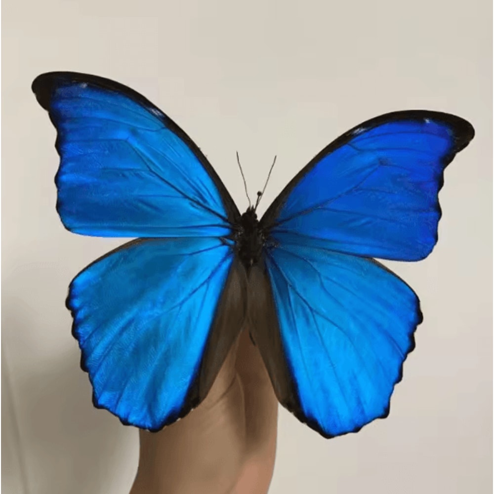 Real Morpho Menelaus Butterfly Specimen Blue Morpho Natural Insect Display For Art Collection 3