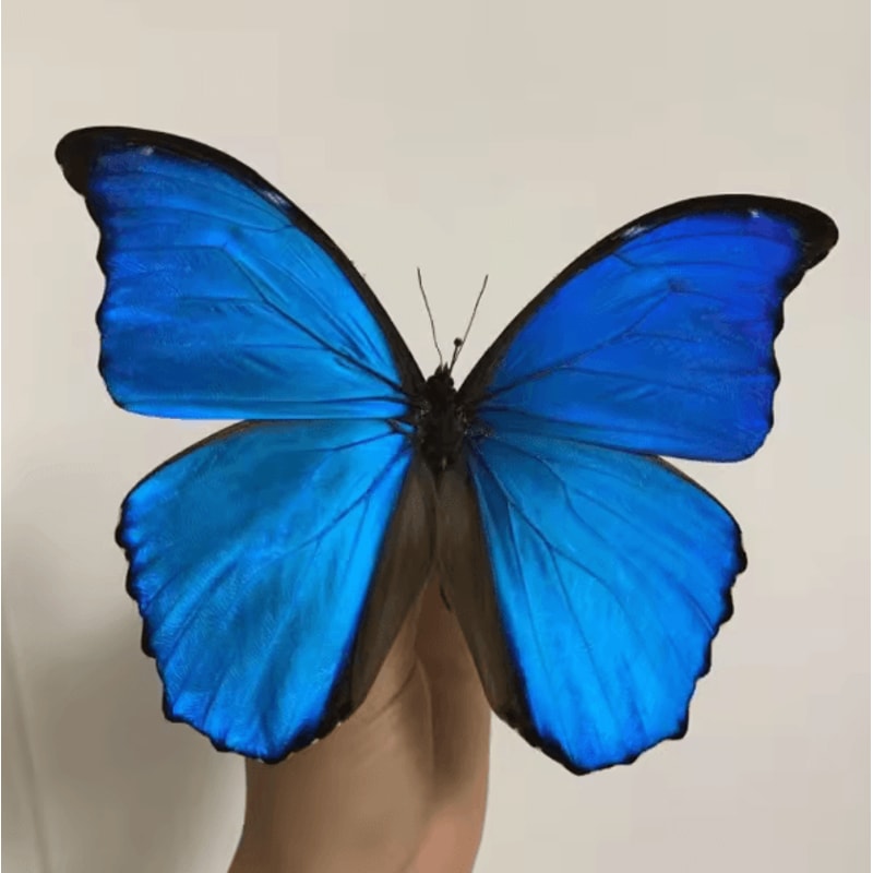 Real Morpho Menelaus Butterfly Specimen Blue Morpho Natural Insect Display For Art Collection 3