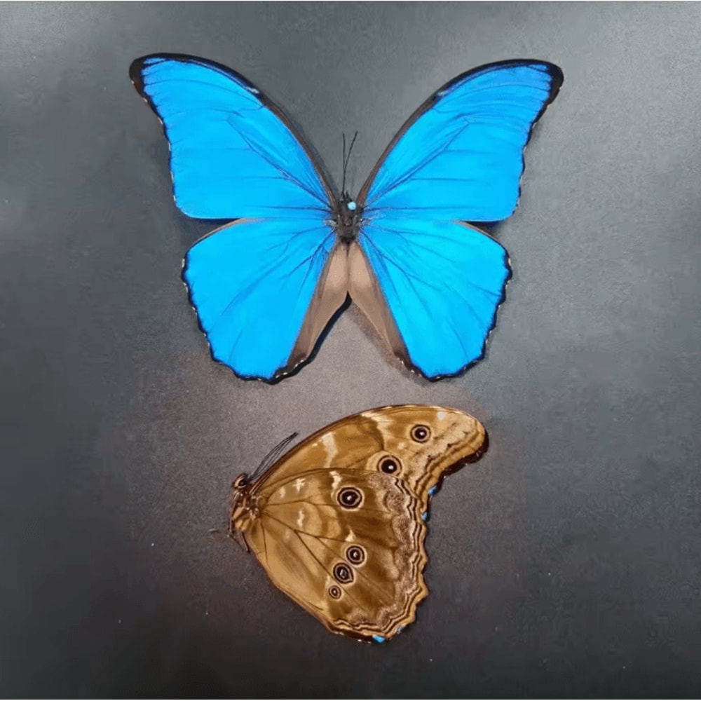 Real Morpho Menelaus Butterfly Specimen Blue Morpho Natural Insect Display For Art Collection 4