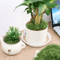 50030G Artificial Green Moss Mini Landscape Fake Grass For DIY Crafts Plant Decor Home Styling 1