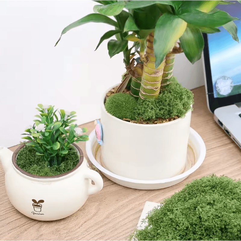 50030G Artificial Green Moss Mini Landscape Fake Grass For DIY Crafts Plant Decor Home Styling 1