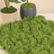 50030G Artificial Green Moss Mini Landscape Fake Grass For DIY Crafts Plant Decor Home Styling 2