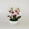 Artificial Butterfly Orchid Potted Plant Set Realistic Faux Flower Tabletop Decor For Home And Gift 3