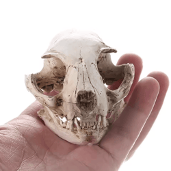 bonecraft realistic cat skull model resin anatomy replica decorative & educational display ornament