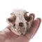 BoneCraft Realistic Cat Skull Model Resin Anatomy Replica Decorative Educational Display Ornament 0