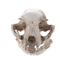 BoneCraft Realistic Cat Skull Model Resin Anatomy Replica Decorative Educational Display Ornament 1