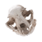 BoneCraft Realistic Cat Skull Model Resin Anatomy Replica Decorative Educational Display Ornament 2