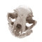 BoneCraft Realistic Cat Skull Model Resin Anatomy Replica Decorative Educational Display Ornament 3