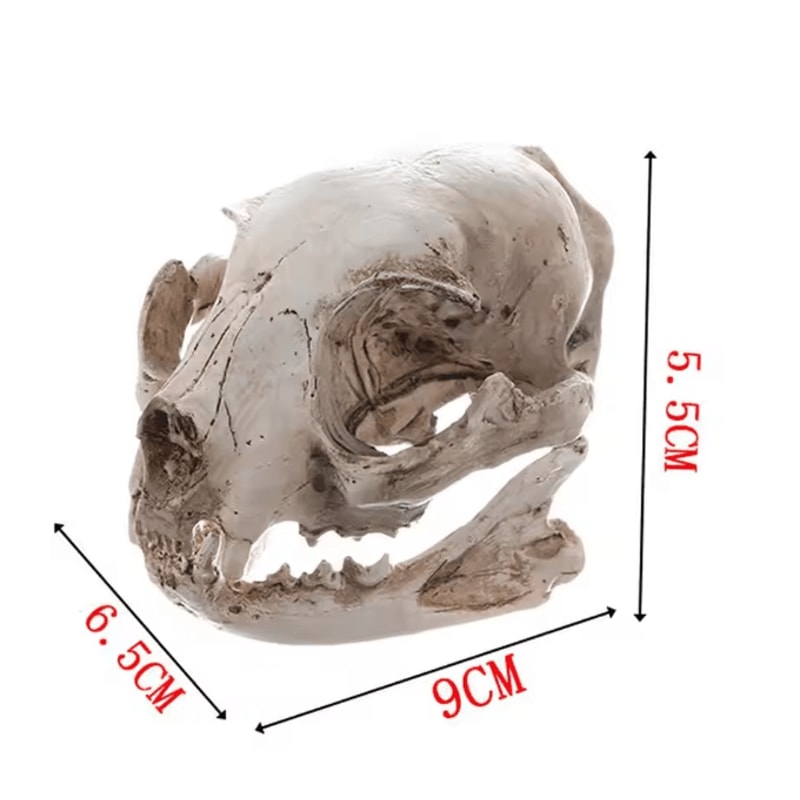 BoneCraft Realistic Cat Skull Model Resin Anatomy Replica Decorative Educational Display Ornament 4