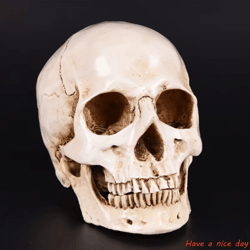 life-size human skull resin replica – realistic anatomical decor & halloween prop
