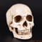 LifeSize Human Skull Resin Replica Realistic Anatomical Decor Halloween Prop 0