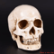LifeSize Human Skull Resin Replica Realistic Anatomical Decor Halloween Prop 0