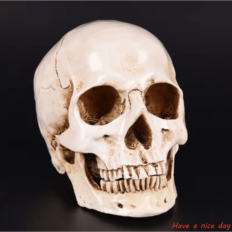 LifeSize Human Skull Resin Replica Realistic Anatomical Decor Halloween Prop 0
