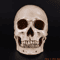 LifeSize Human Skull Resin Replica Realistic Anatomical Decor Halloween Prop 1
