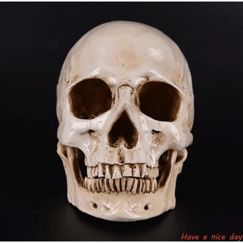 LifeSize Human Skull Resin Replica Realistic Anatomical Decor Halloween Prop 1