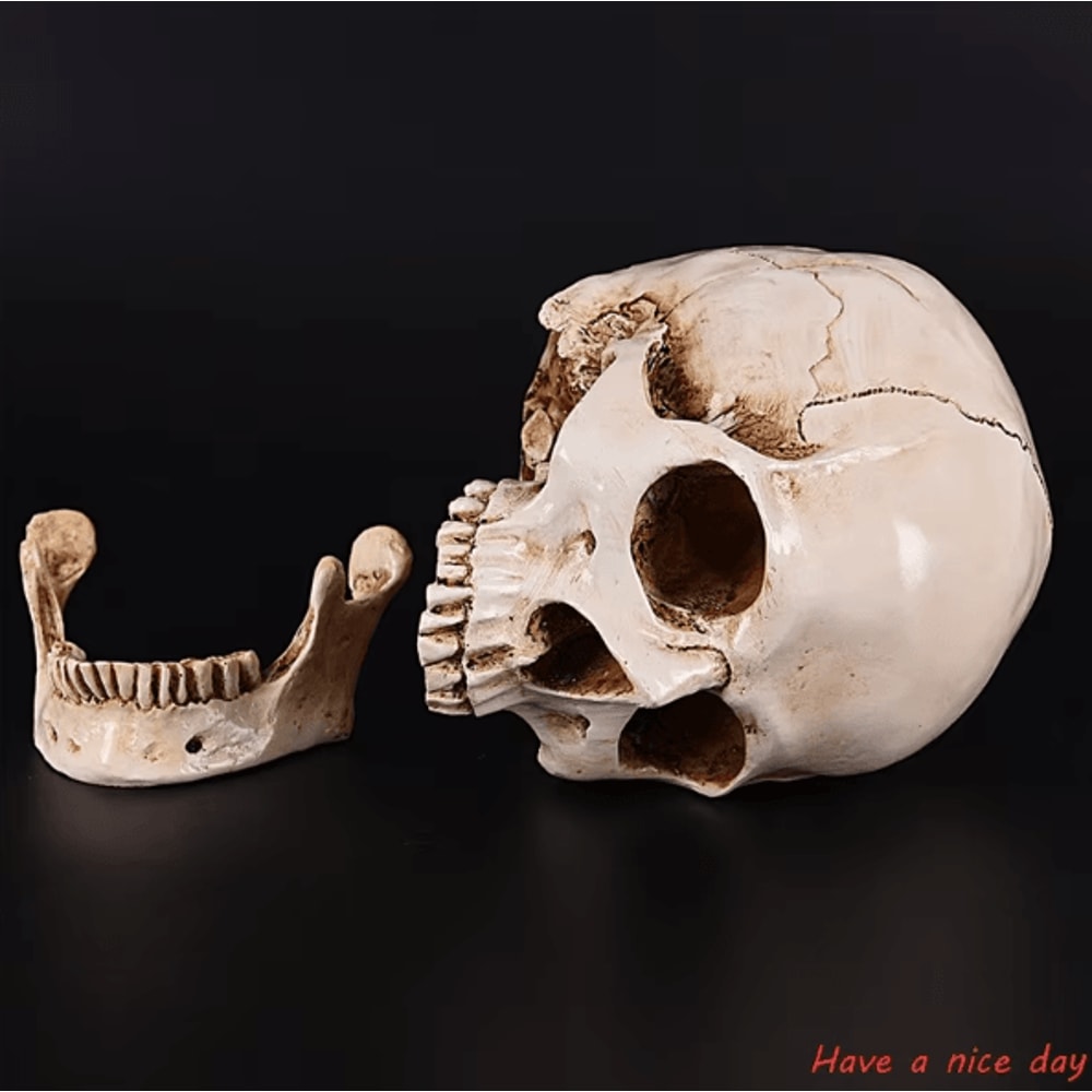 LifeSize Human Skull Resin Replica Realistic Anatomical Decor Halloween Prop 2