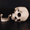 LifeSize Human Skull Resin Replica Realistic Anatomical Decor Halloween Prop 2