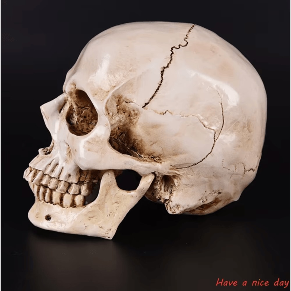 LifeSize Human Skull Resin Replica Realistic Anatomical Decor Halloween Prop 3