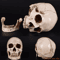 LifeSize Human Skull Resin Replica Realistic Anatomical Decor Halloween Prop 4