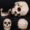 LifeSize Human Skull Resin Replica Realistic Anatomical Decor Halloween Prop 4