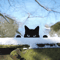 Black Metal Peeping Cat Garden Stake Whimsical Silhouette Yard Decor 2